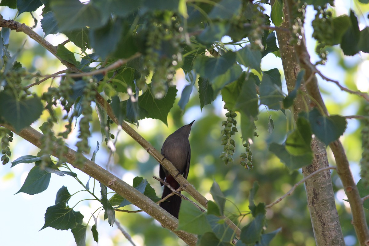 Gray Catbird - ML344292071