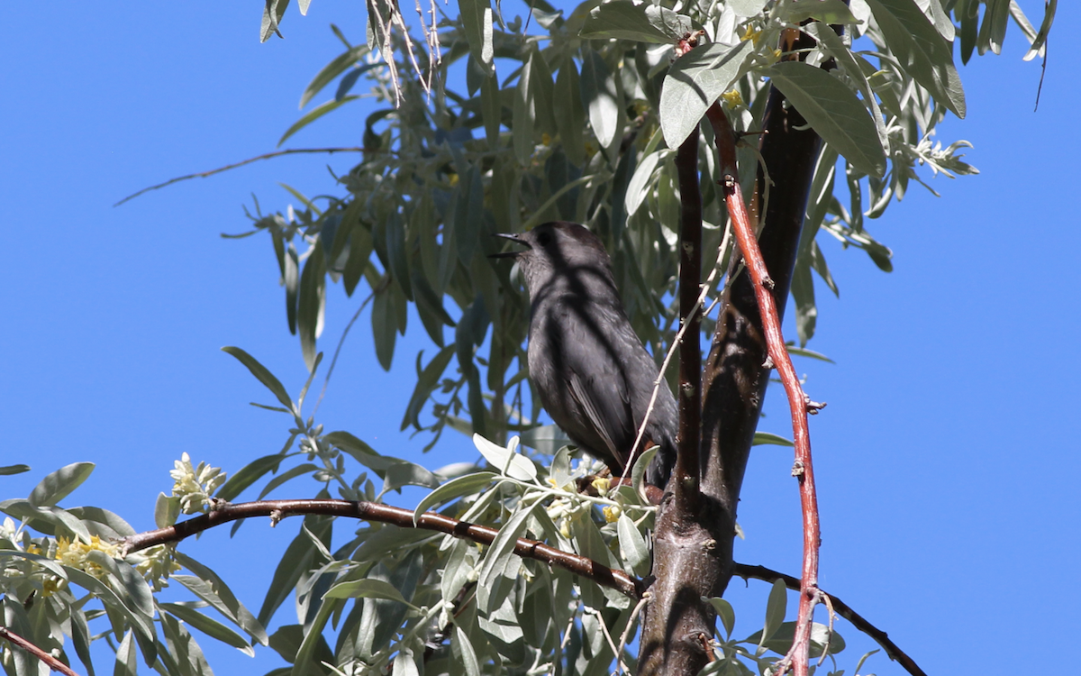 Gray Catbird - ML344292111