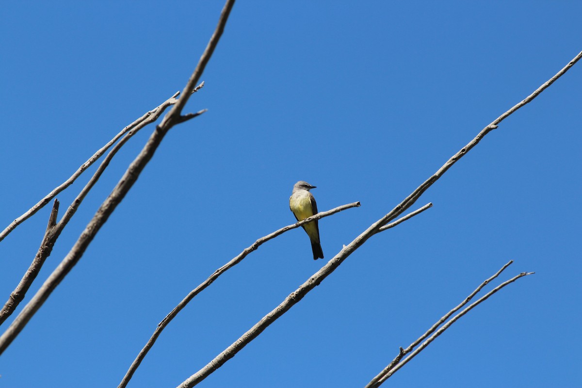 Western Kingbird - ML344292171