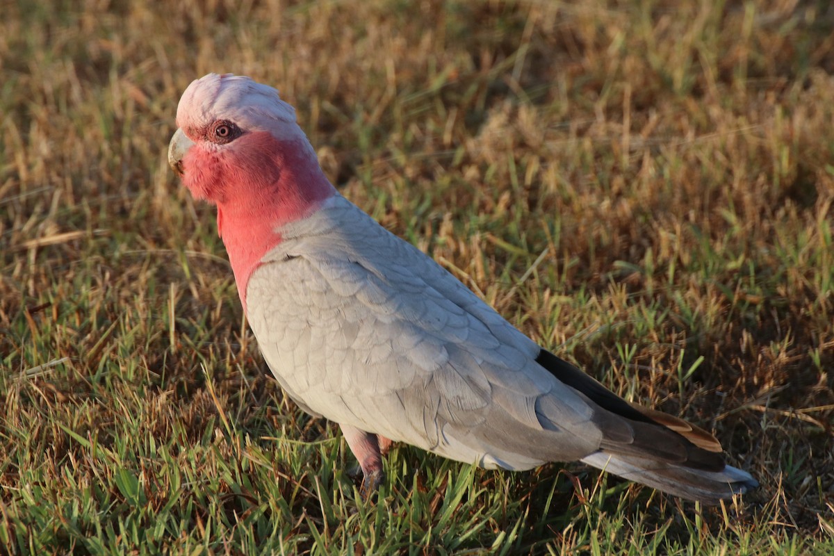 Galah - ML344294491