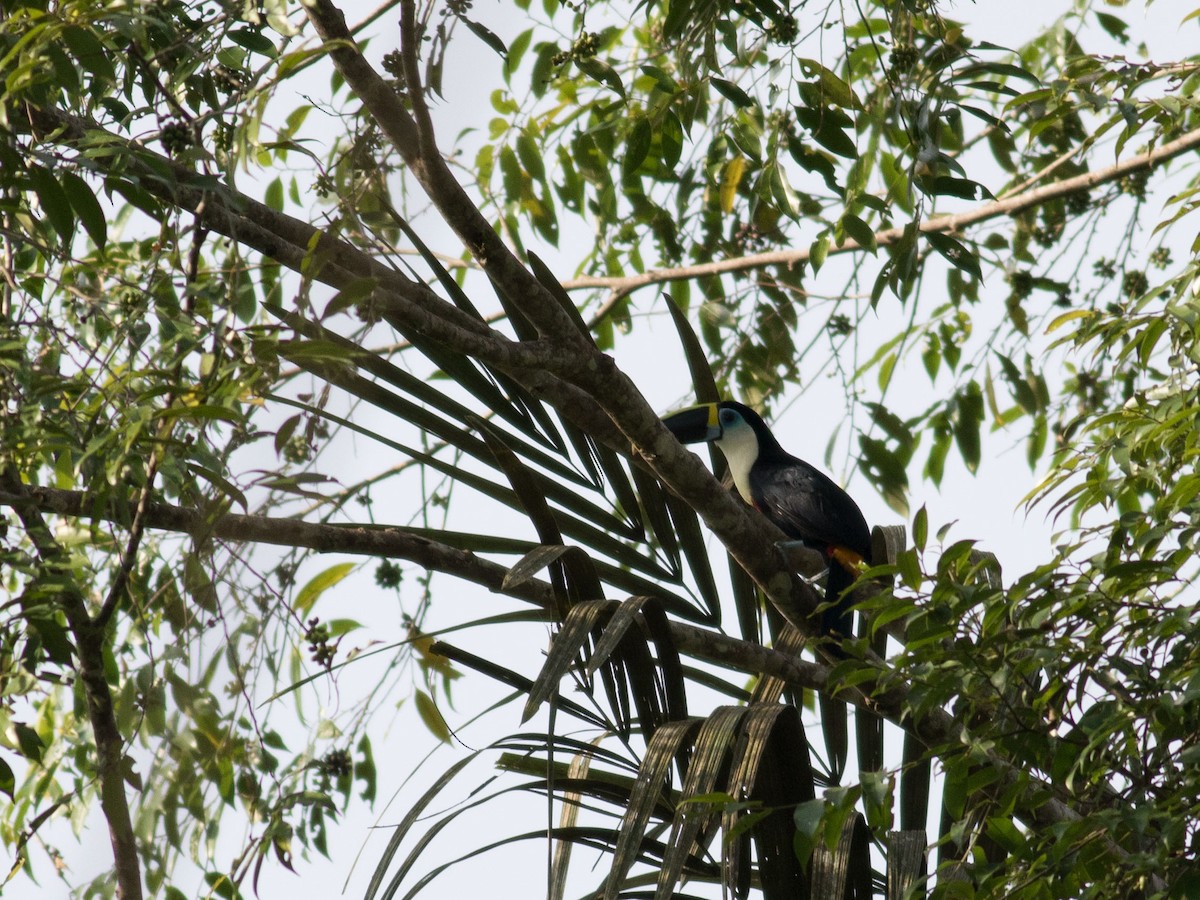 White-throated Toucan - matthew sabatine