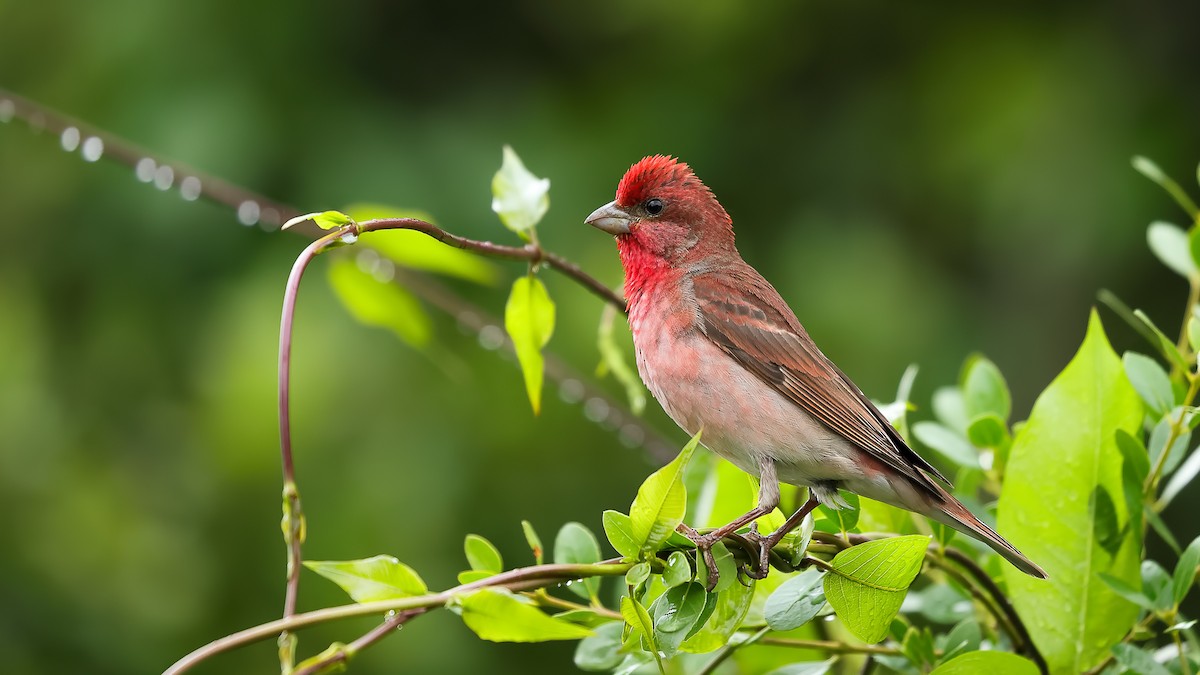 Common Rosefinch - ML344295271