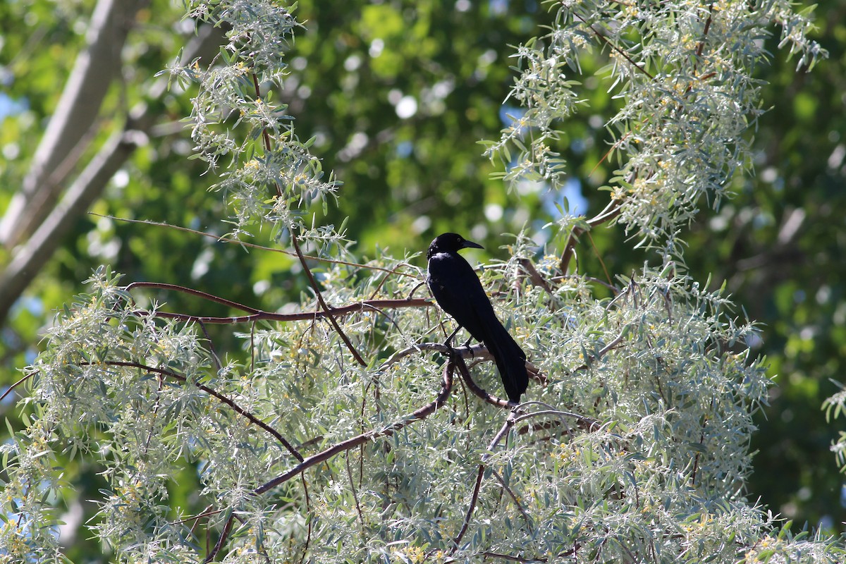 Great-tailed Grackle - ML344296241