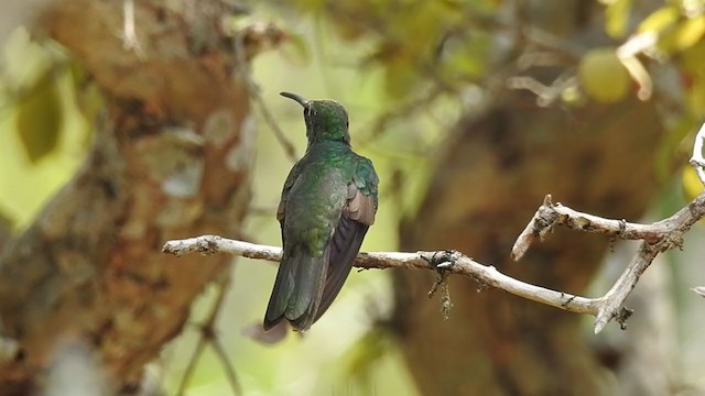 Honduran Emerald - ML344296651