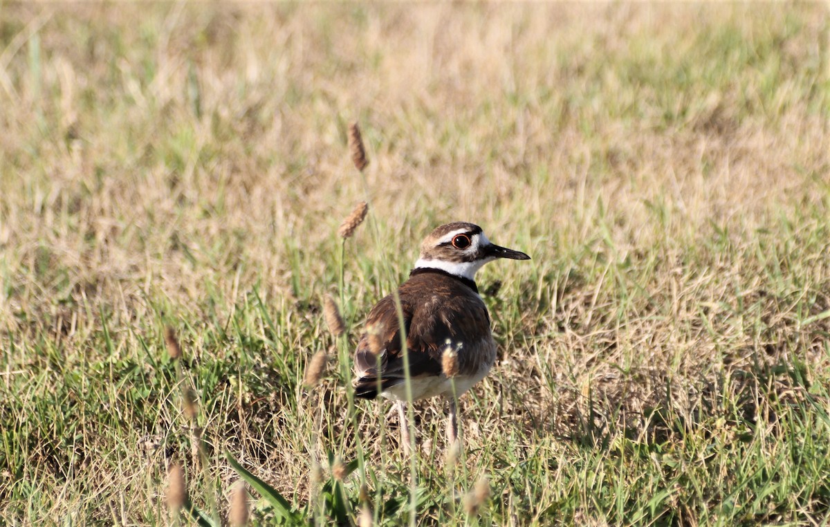 Killdeer - ML344296851