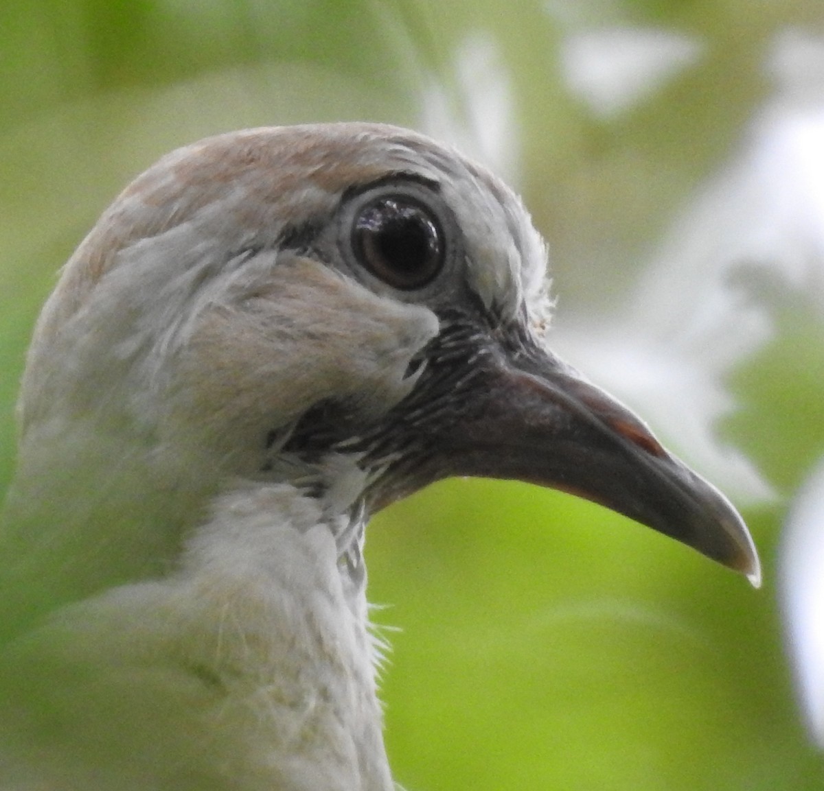 Eurasian Collared-Dove - Erika Gates