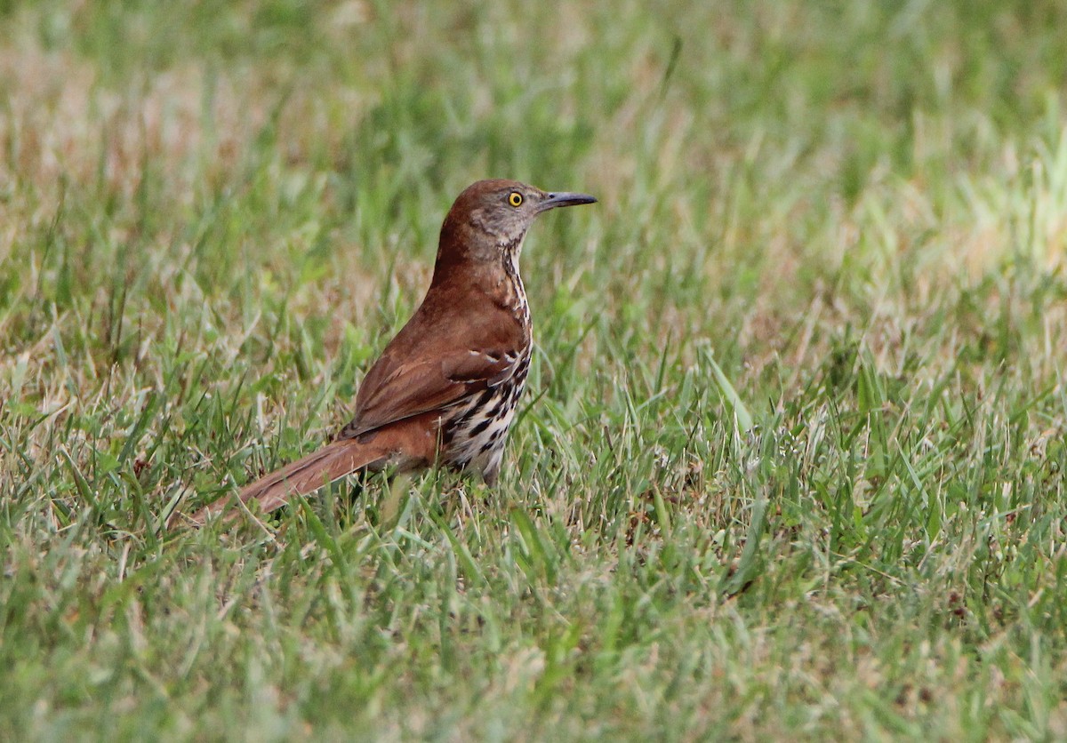 Brown Thrasher - ML344298161