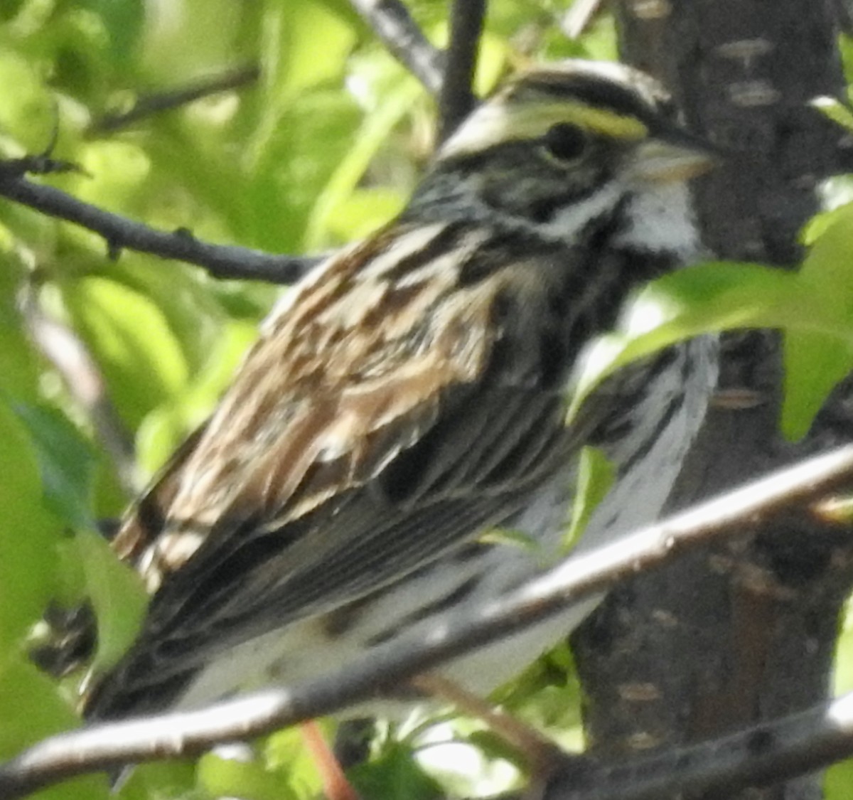 Savannah Sparrow - ML344300281