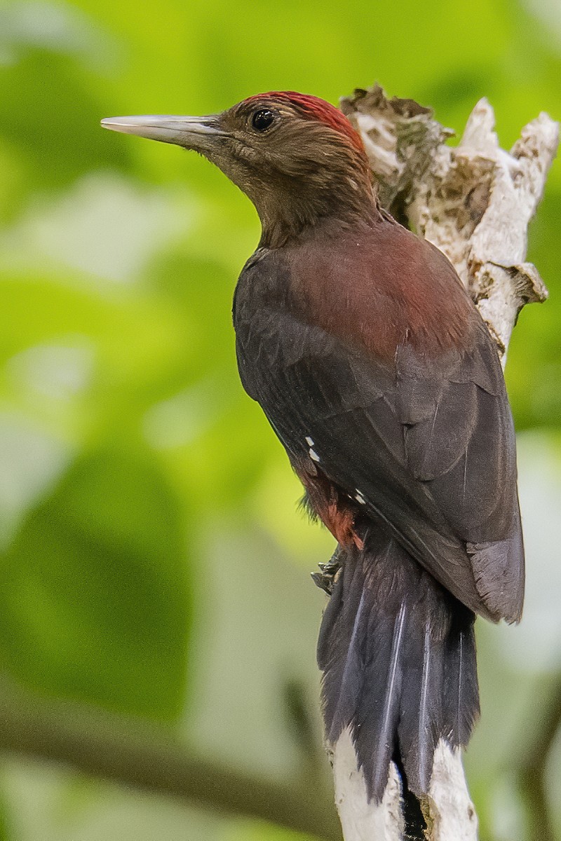 Okinawa Woodpecker - ML344300751