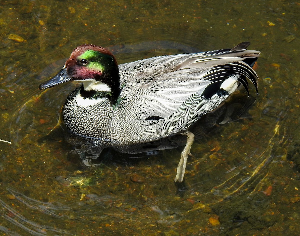 Falcated Duck - ML344301071