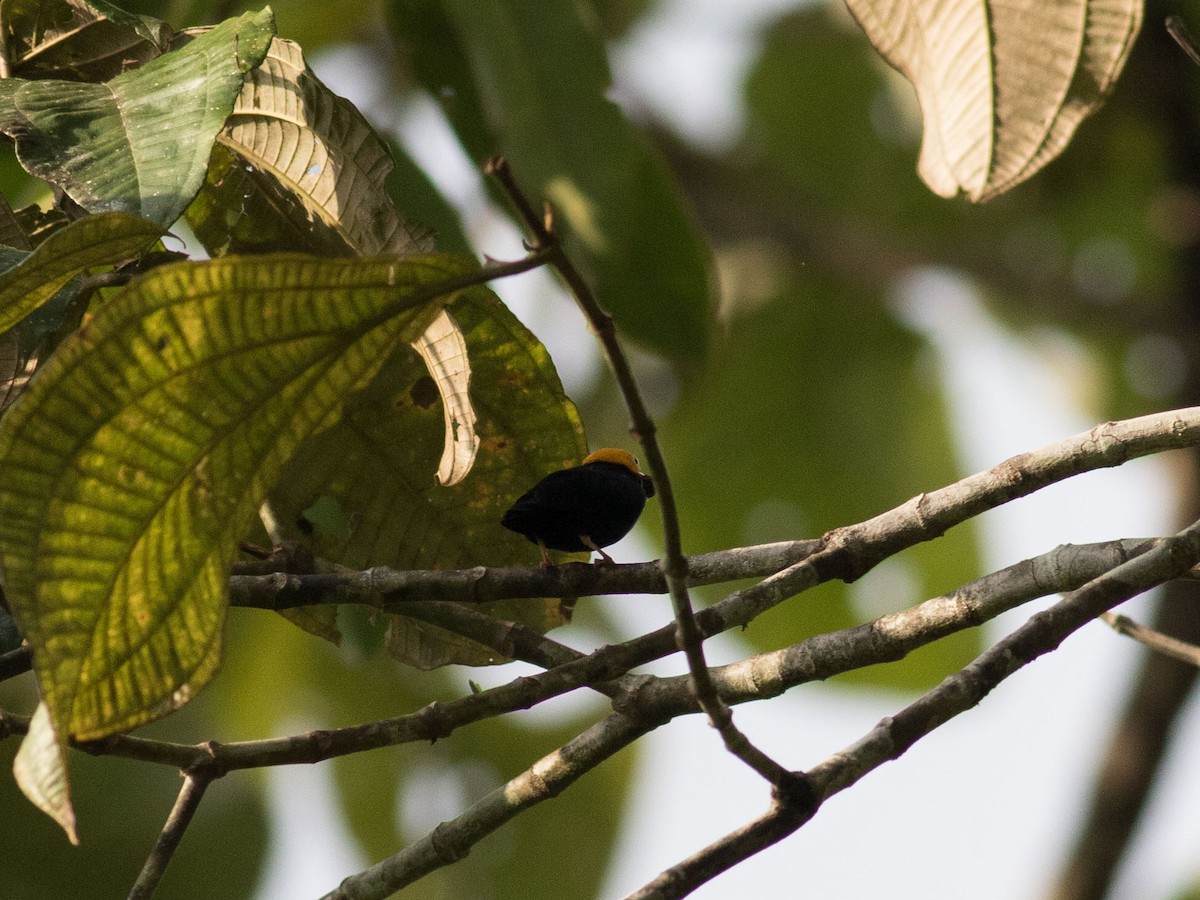 Golden-headed Manakin - ML34430131