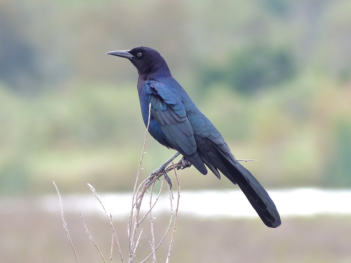 Boat-tailed Grackle - ML34430181