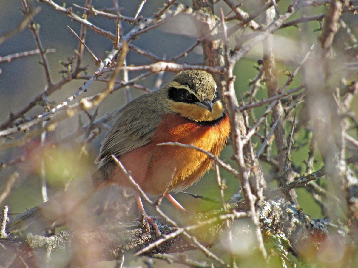 Olive-crowned Crescentchest - ML344302441