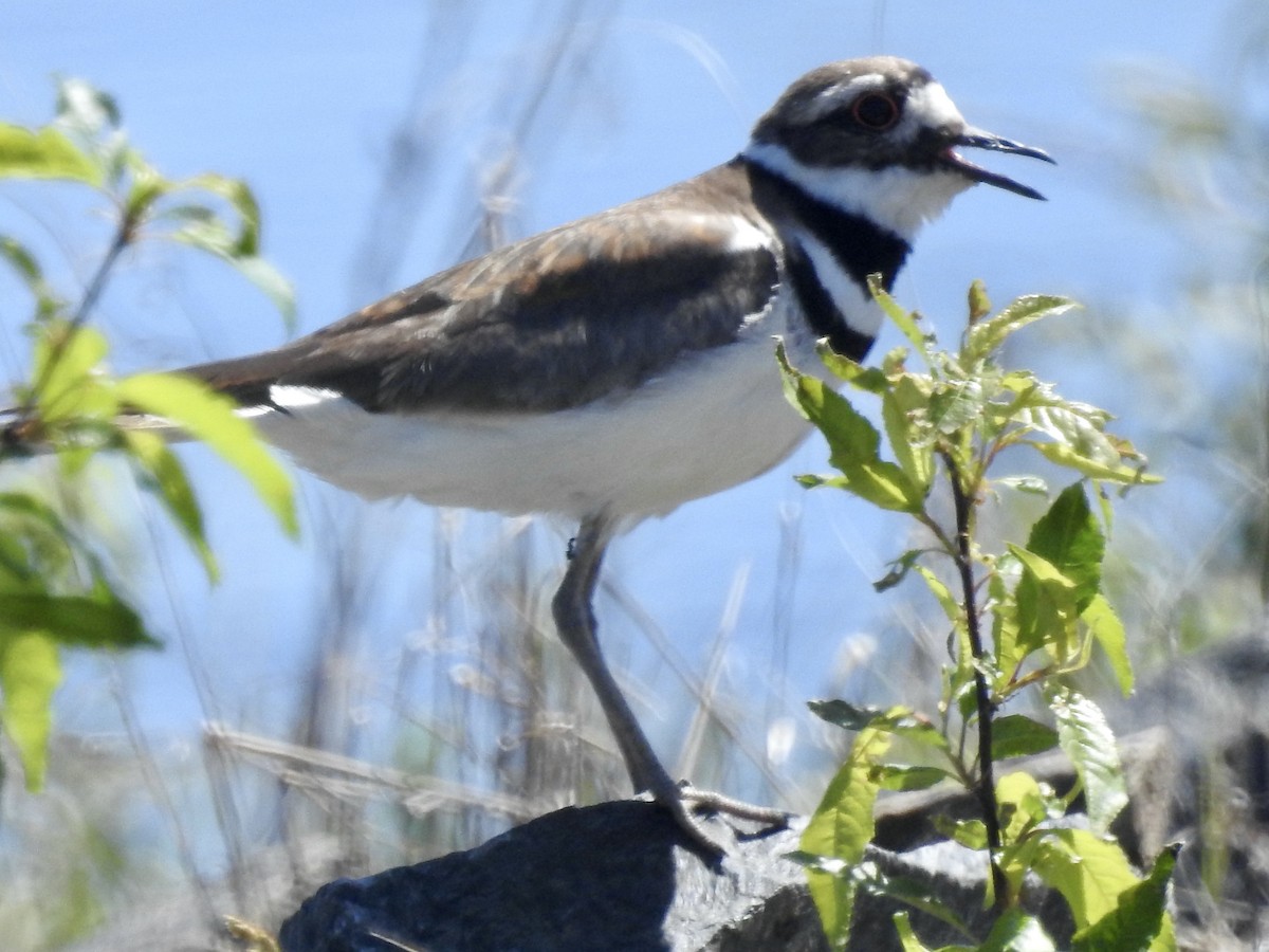 Killdeer - ML344302991