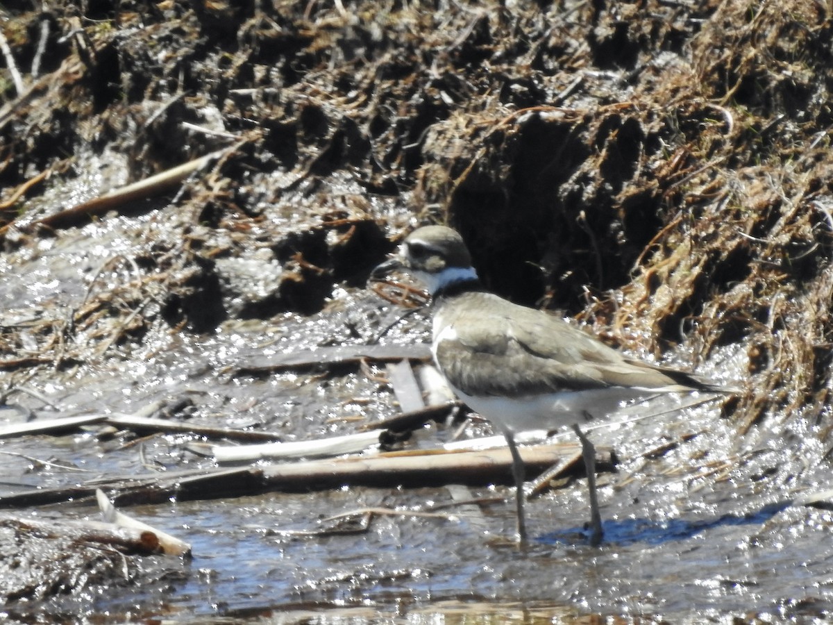 Killdeer - ML344303131