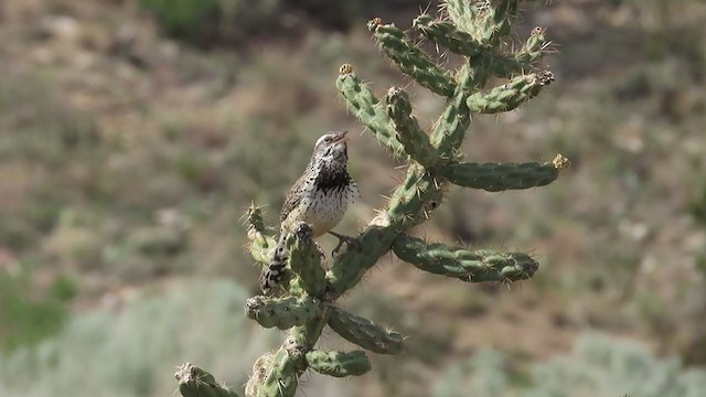 Cactus Wren - ML344304751