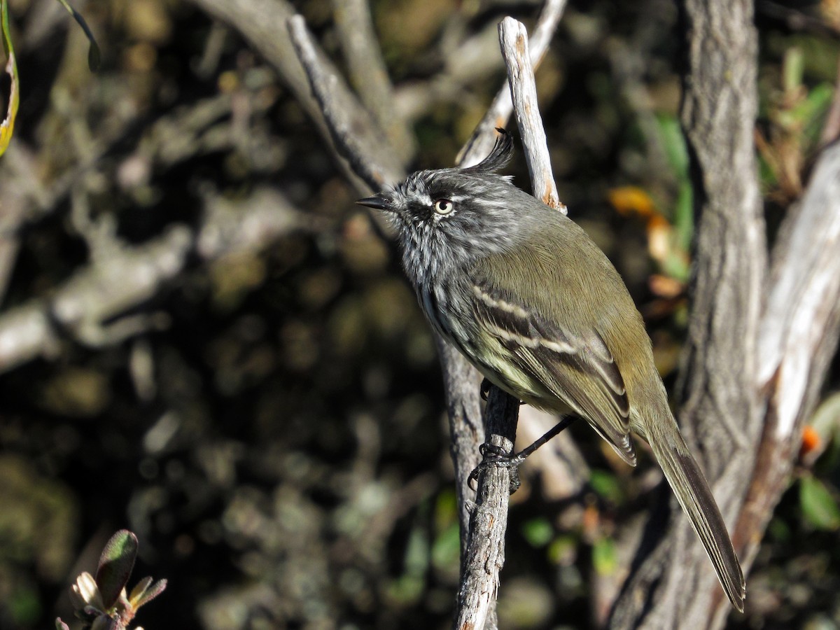 Tufted Tit-Tyrant - ML344305291