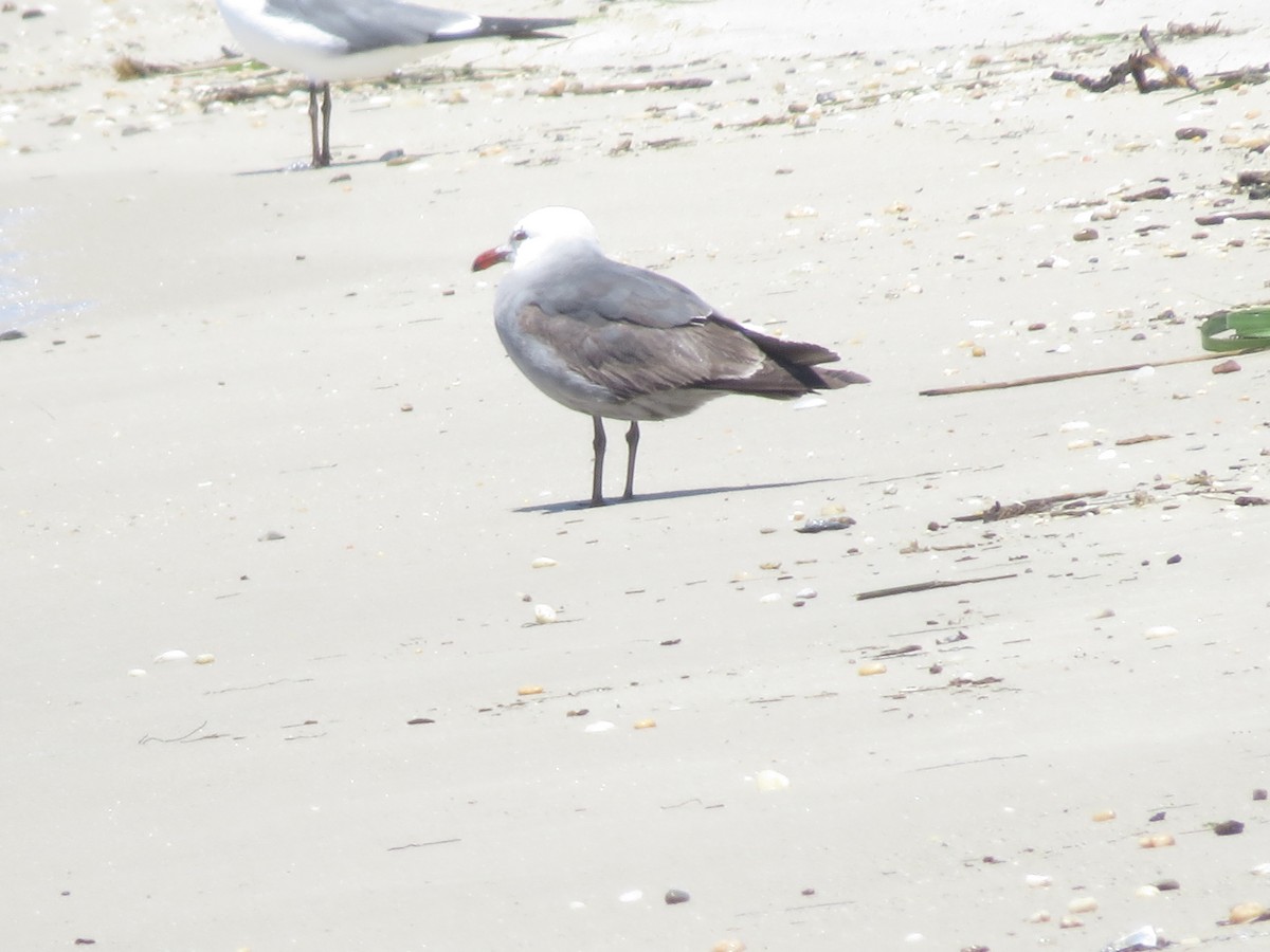 Heermann's Gull - ML344305611