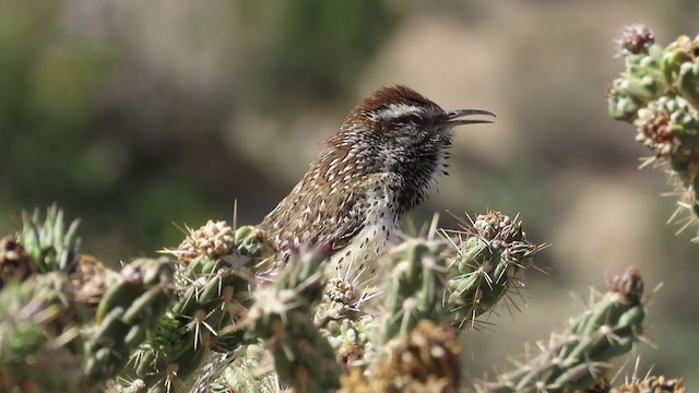 Cactus Wren - ML344307731