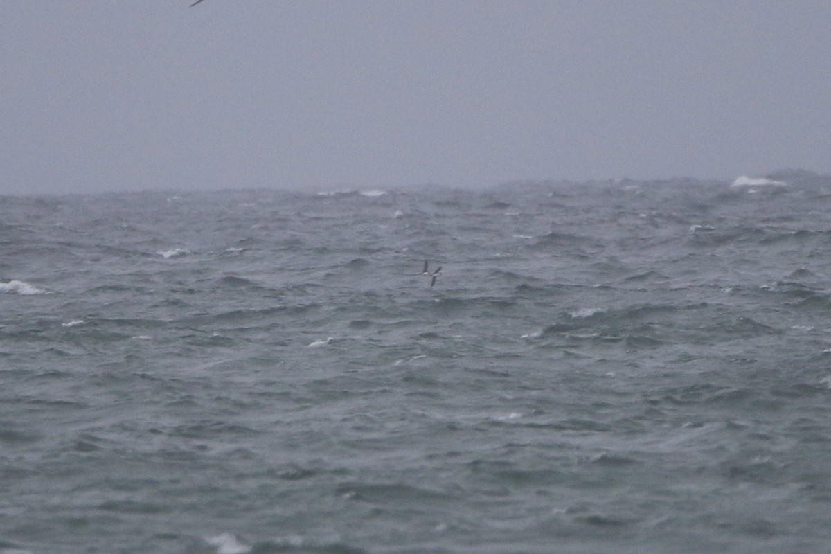 Atlantic Puffin - ML344308121