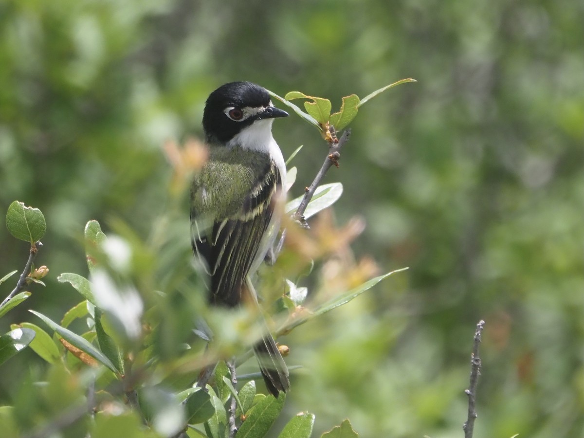 Vireo Cabecinegro - ML344309631