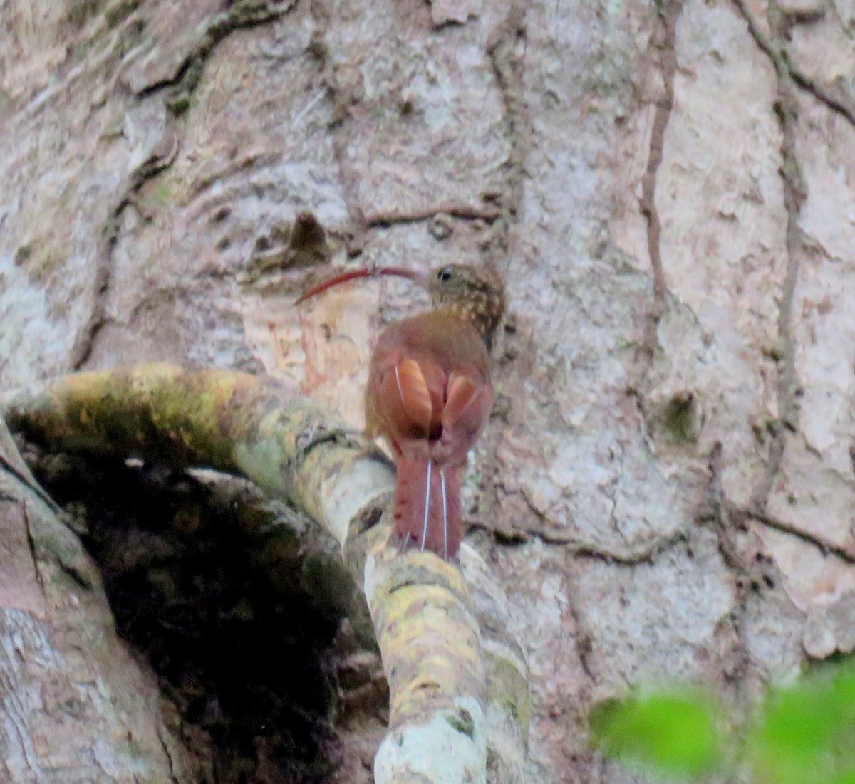 Picoguadaña del Tapajós (probatus) - ML344312281