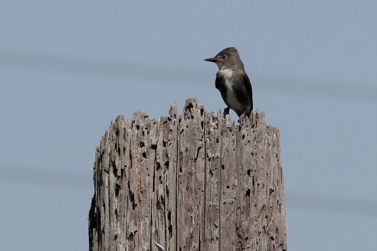 Olive-sided Flycatcher - ML34431341