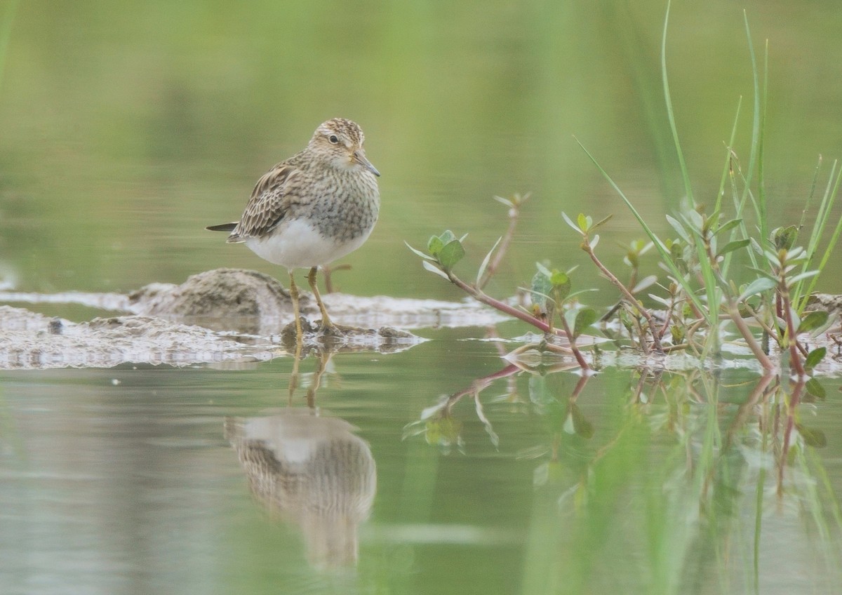 Pectoral Sandpiper - 浙江 重要鸟讯汇整