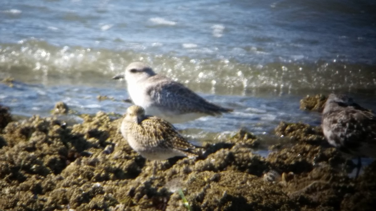 Pacific Golden-Plover - ML34431391