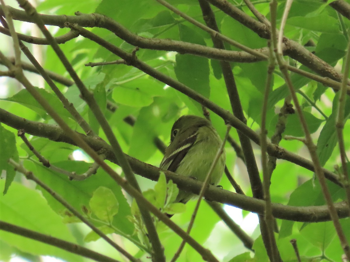 Yellow-bellied Flycatcher - ML344314211