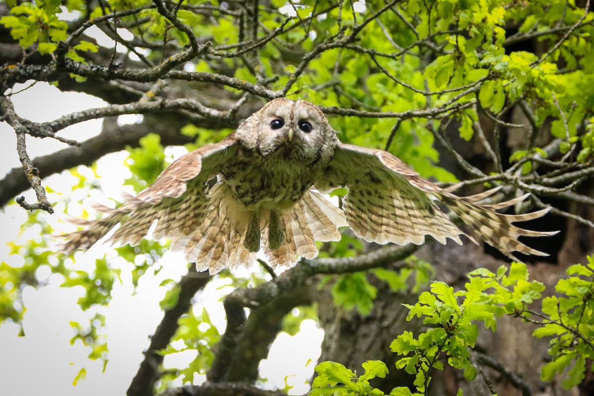 Tawny Owl - ML344315771