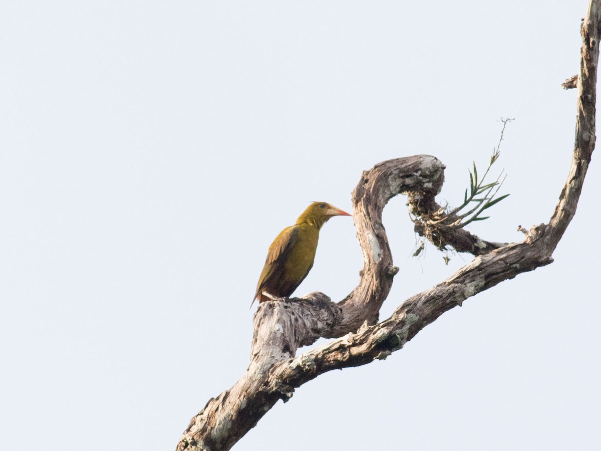 Green Oropendola - ML34431651