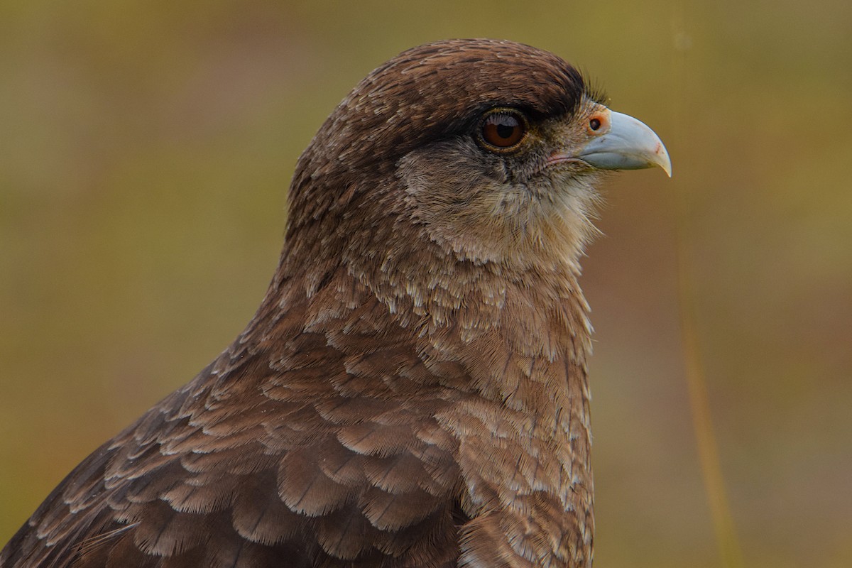 Chimango Caracara - Tamara Catalán Bermudez