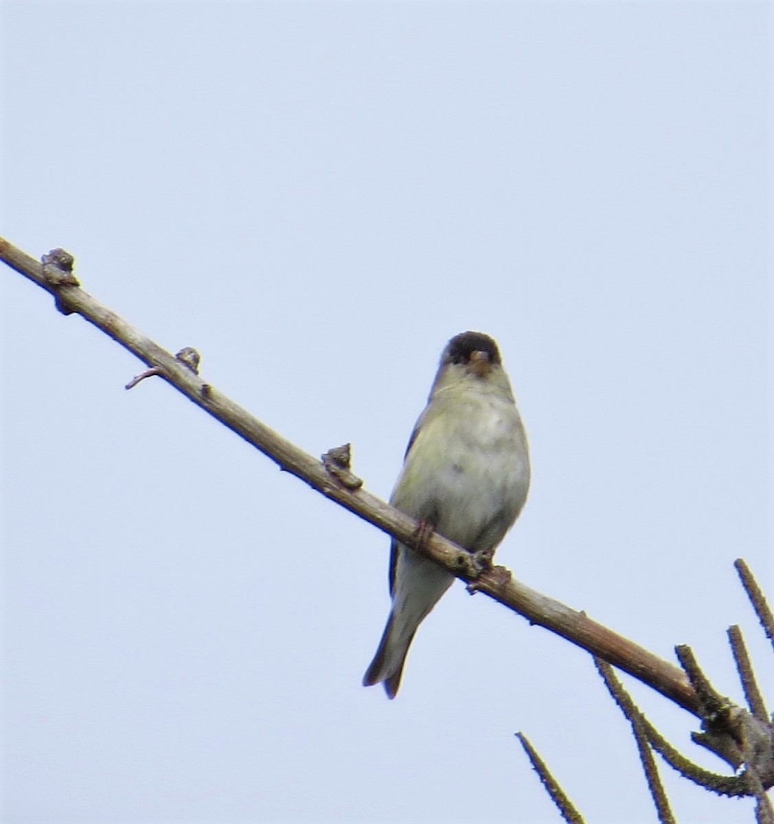 tanımsız Acanthis/Spinus sp. - ML344317501