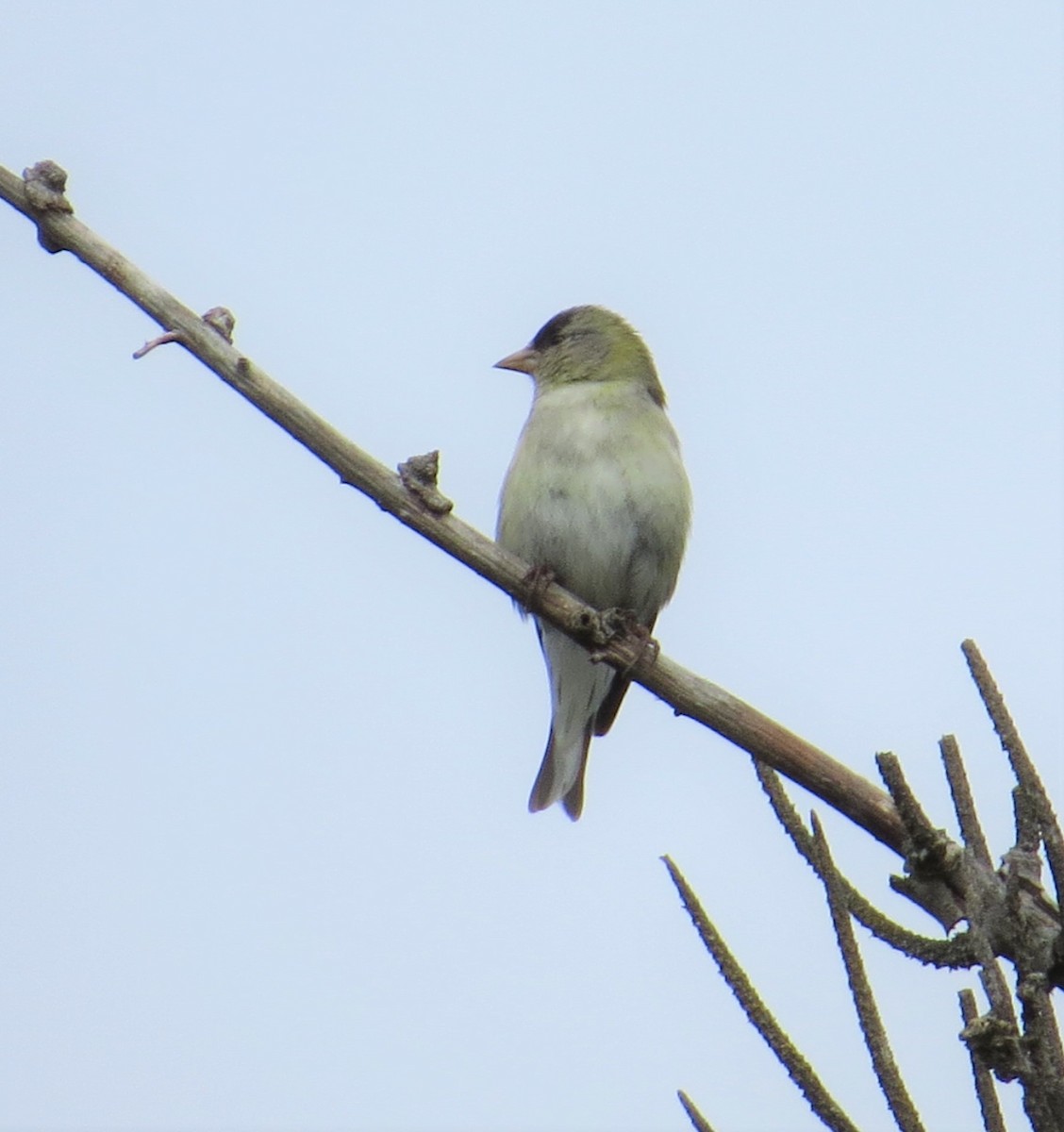 Acanthis ou Spinus sp. - ML344317511