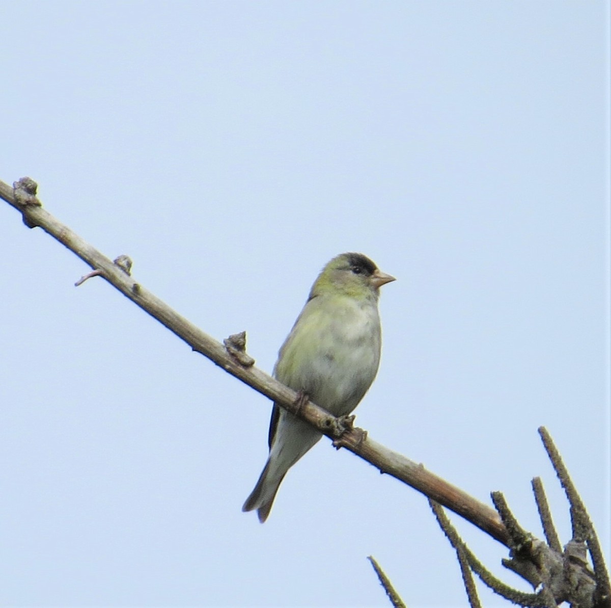 Acanthis ou Spinus sp. - ML344317521