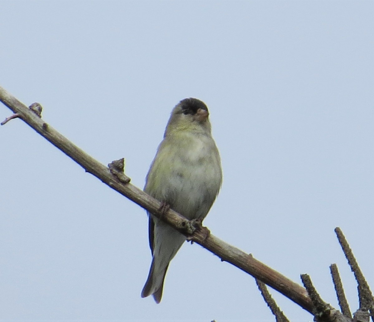 Acanthis ou Spinus sp. - ML344317541