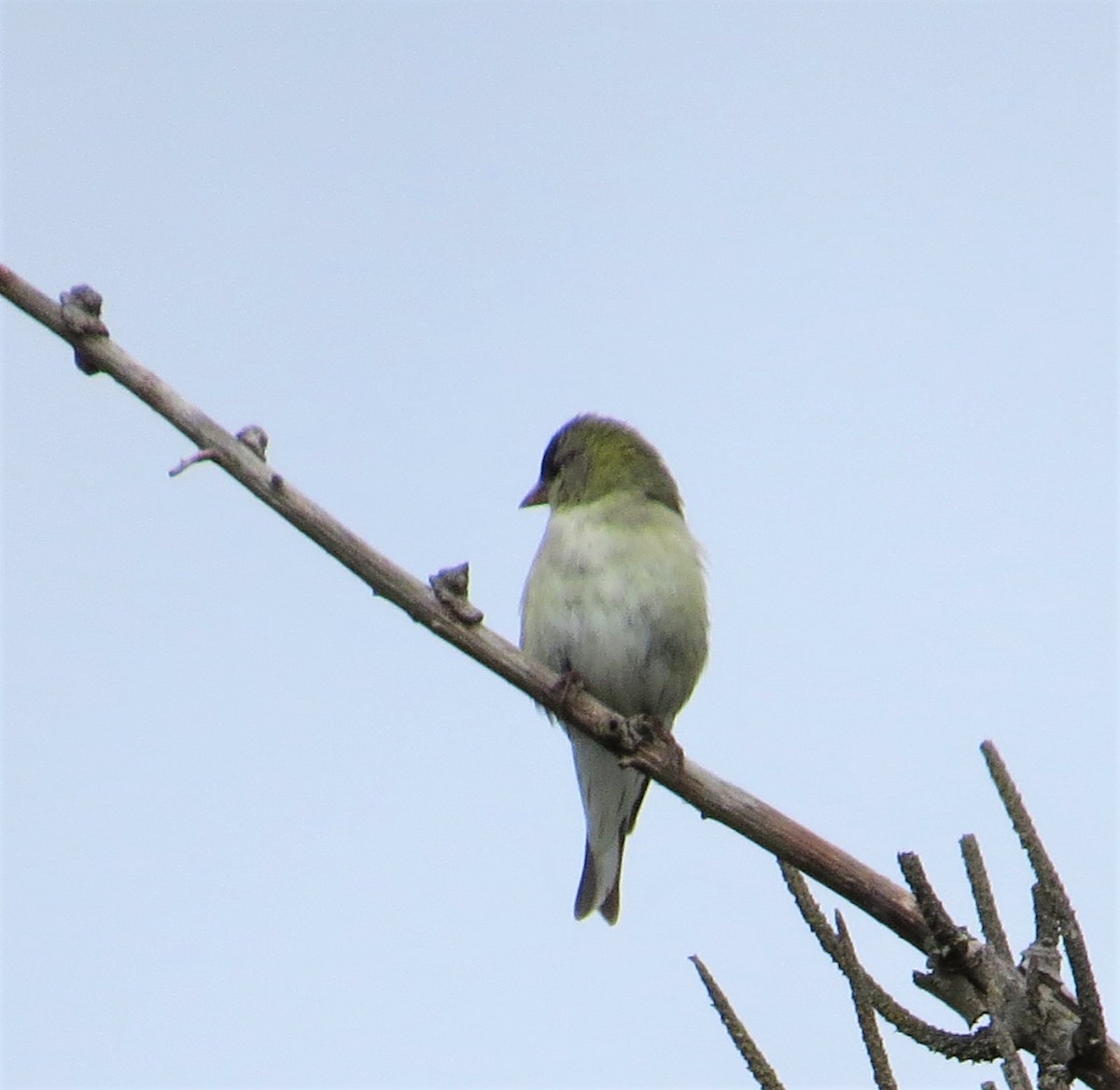 tanımsız Acanthis/Spinus sp. - ML344317551