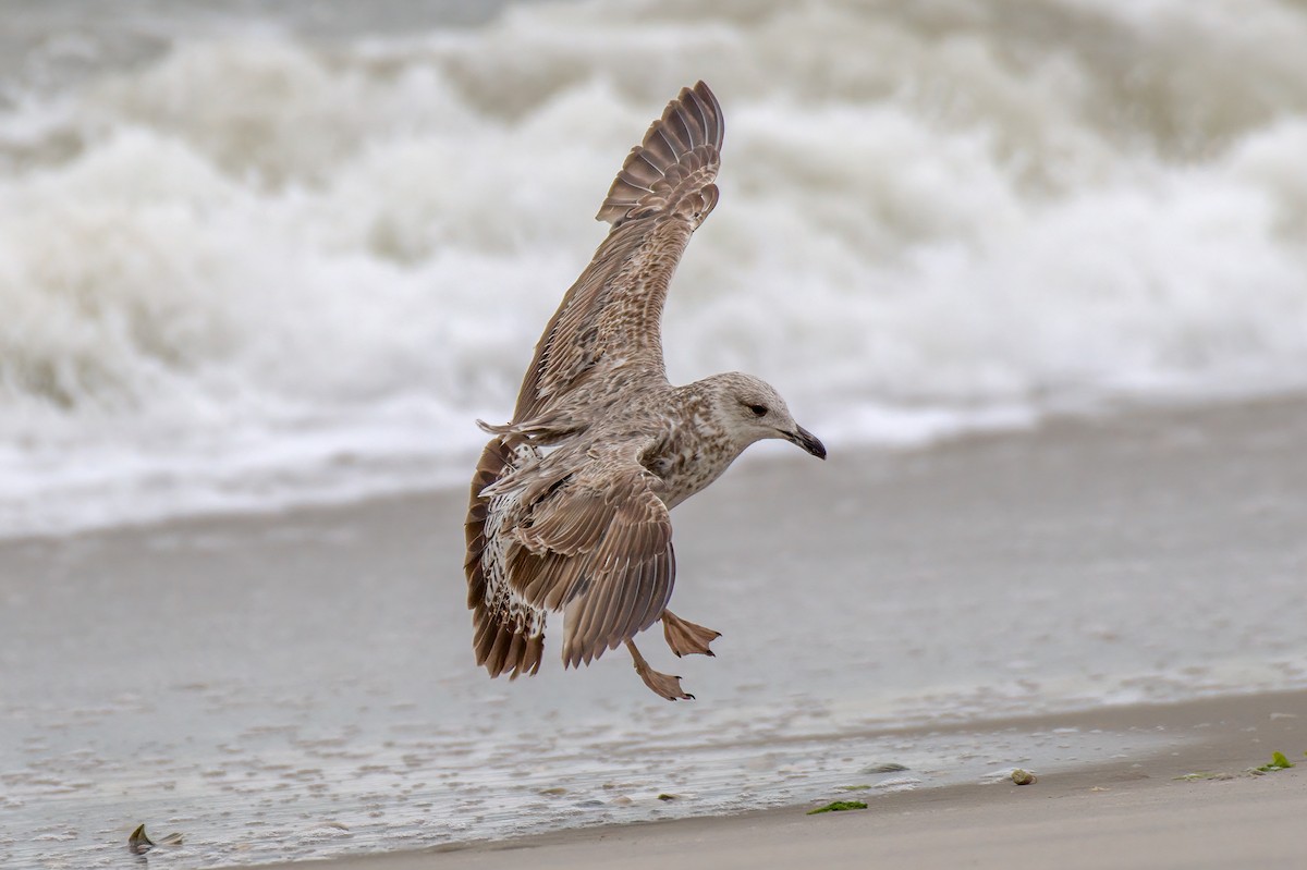 Gaviota Sombría - ML344318901