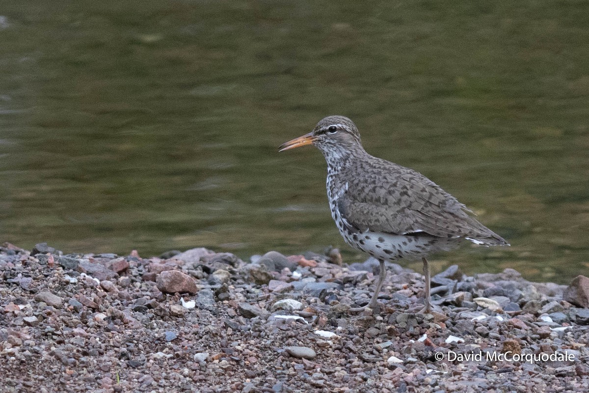 Spotted Sandpiper - David McCorquodale