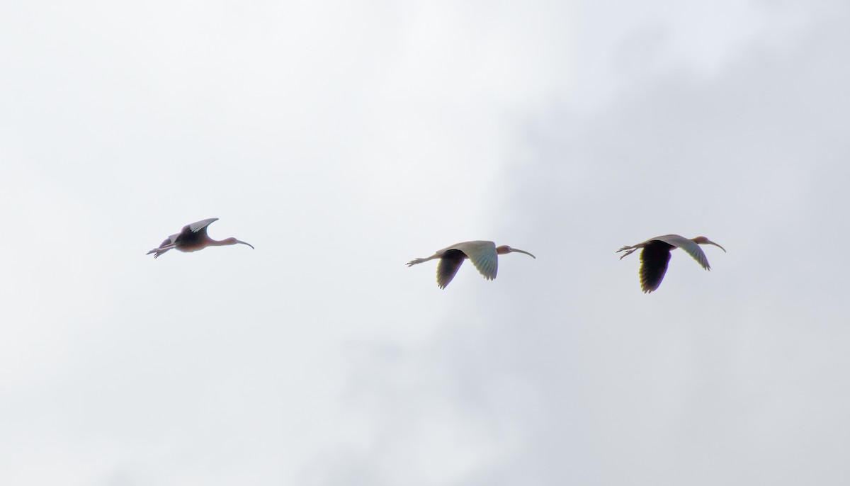 ibis hnědý - ML344319901