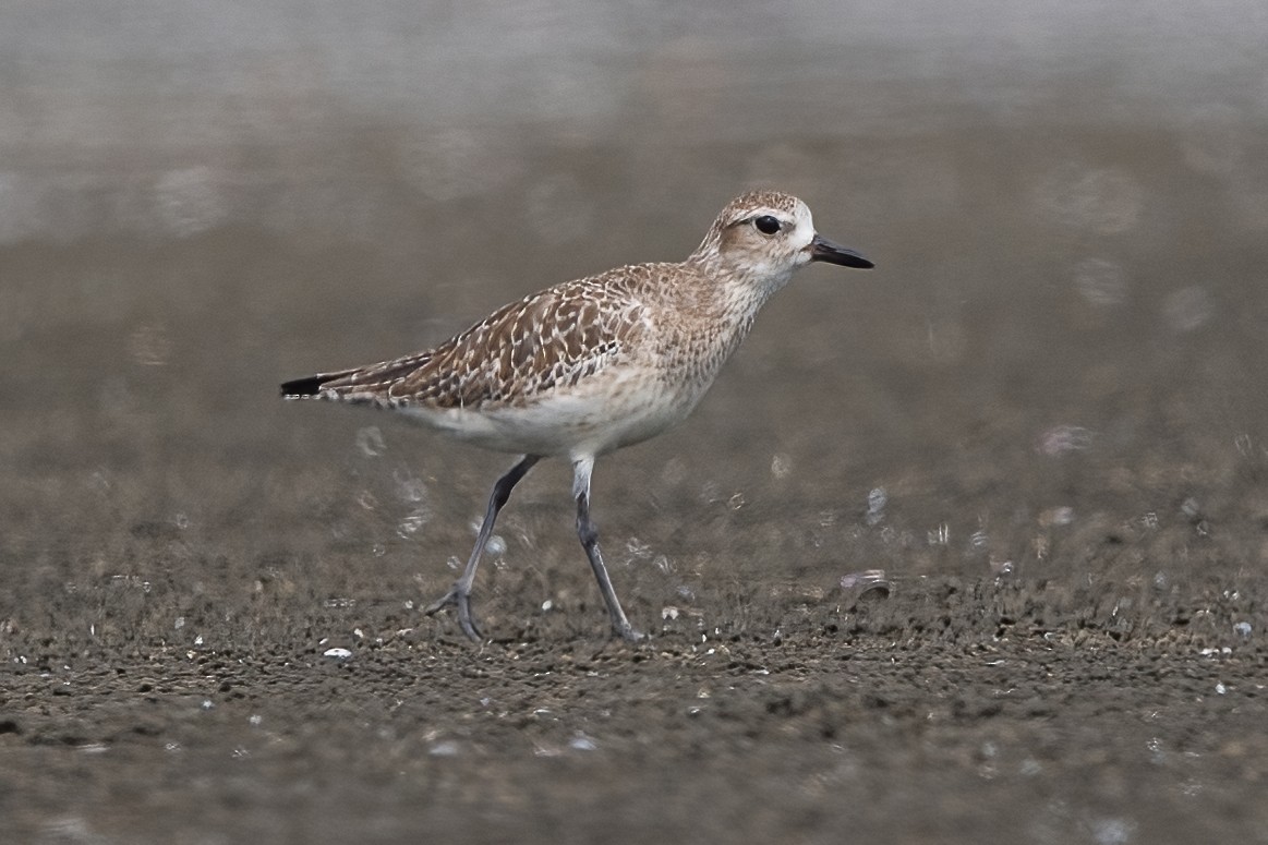 Black-bellied Plover - Ngoc Sam Thuong Dang