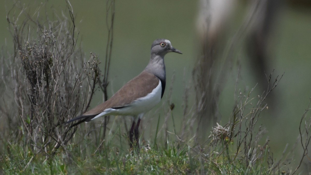 Black-winged Lapwing - ML344321251