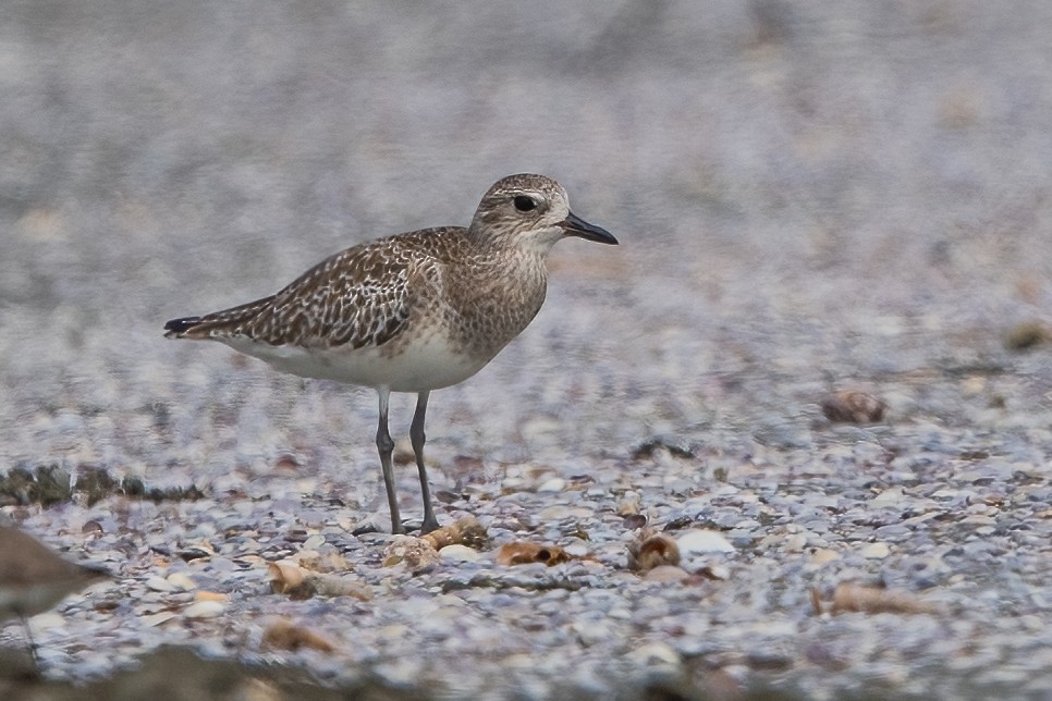 Black-bellied Plover - ML344321371