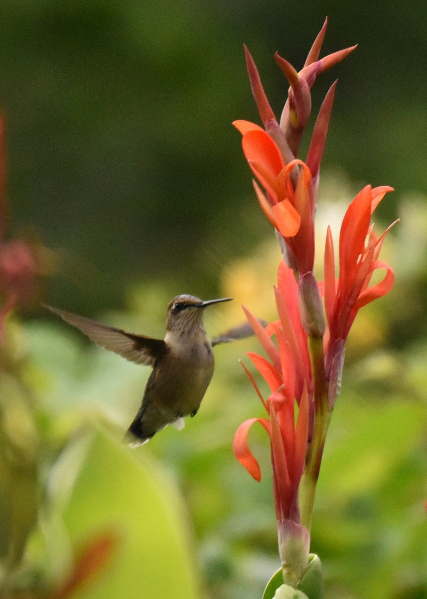 Ruby-throated Hummingbird - ML34432161