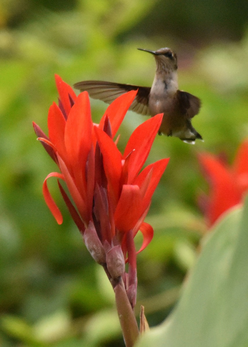 Ruby-throated Hummingbird - ML34432171