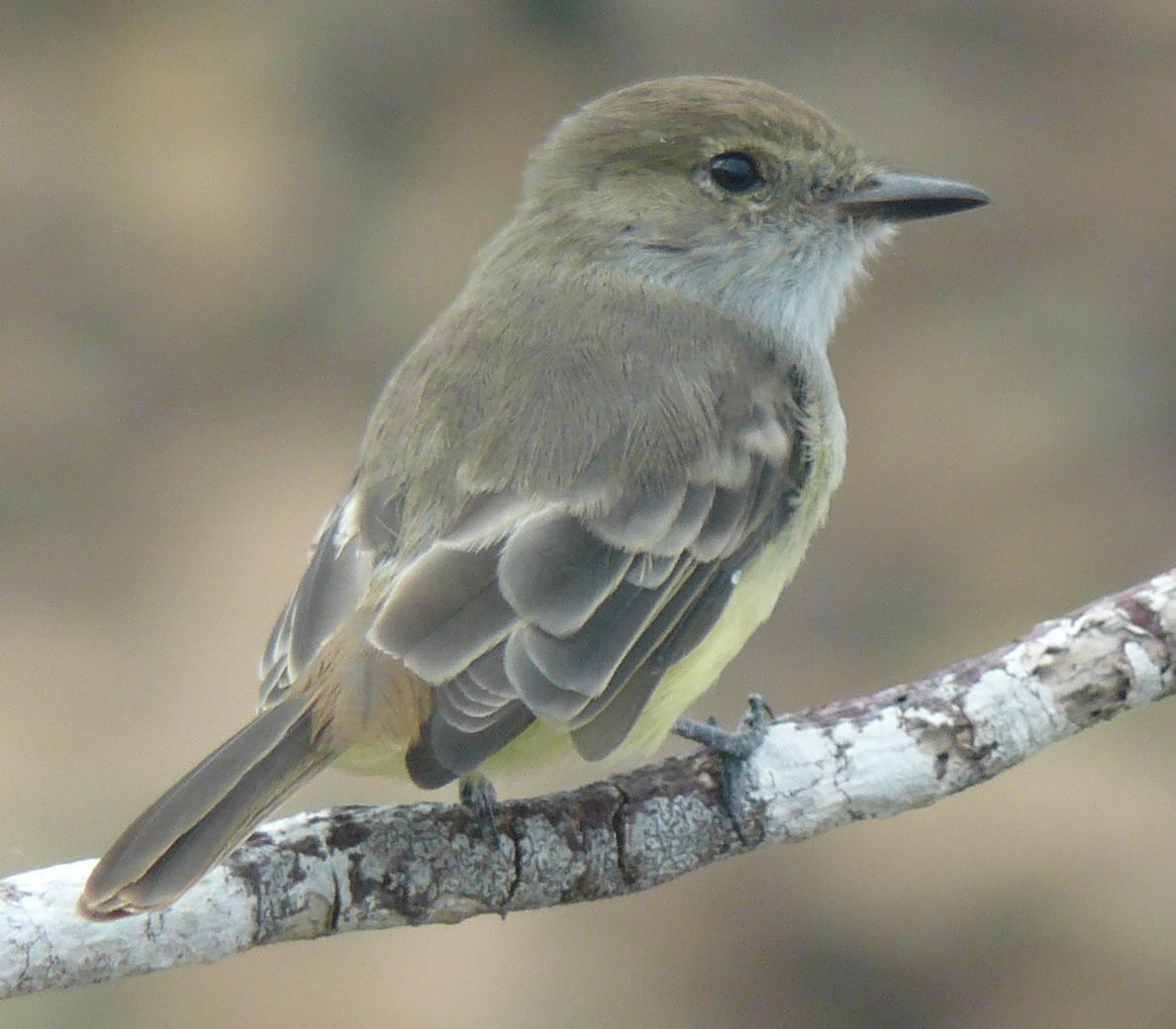 Galapagos Flycatcher - ML34432341