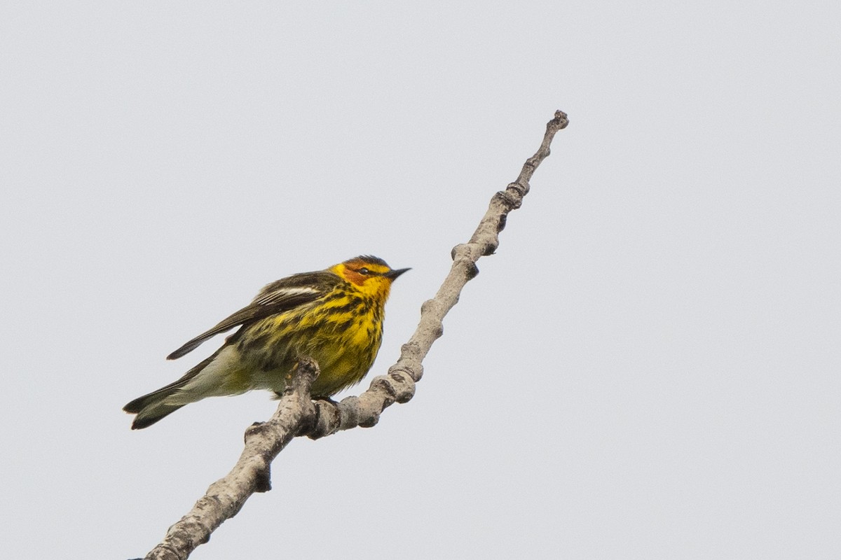Cape May Warbler - ML344325111