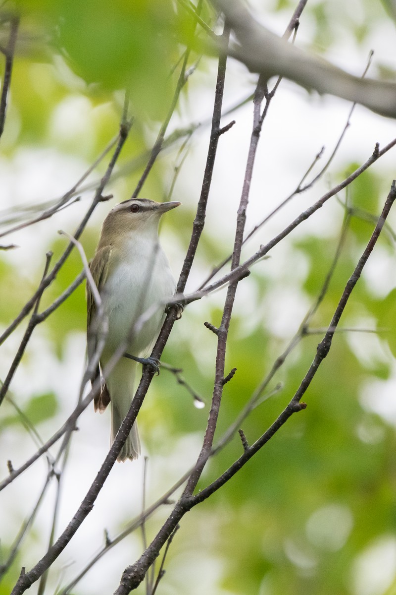 Red-eyed Vireo - ML344325401