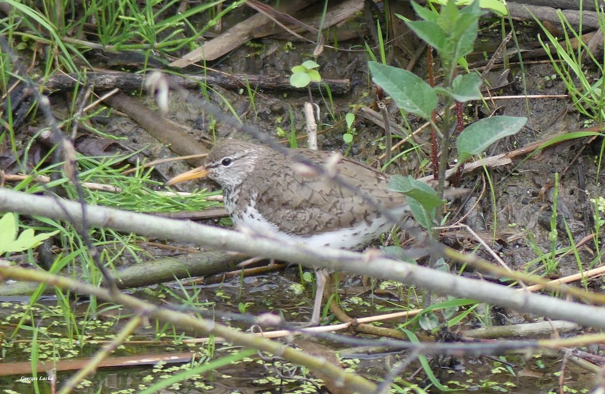 Spotted Sandpiper - Georges Lachaîne